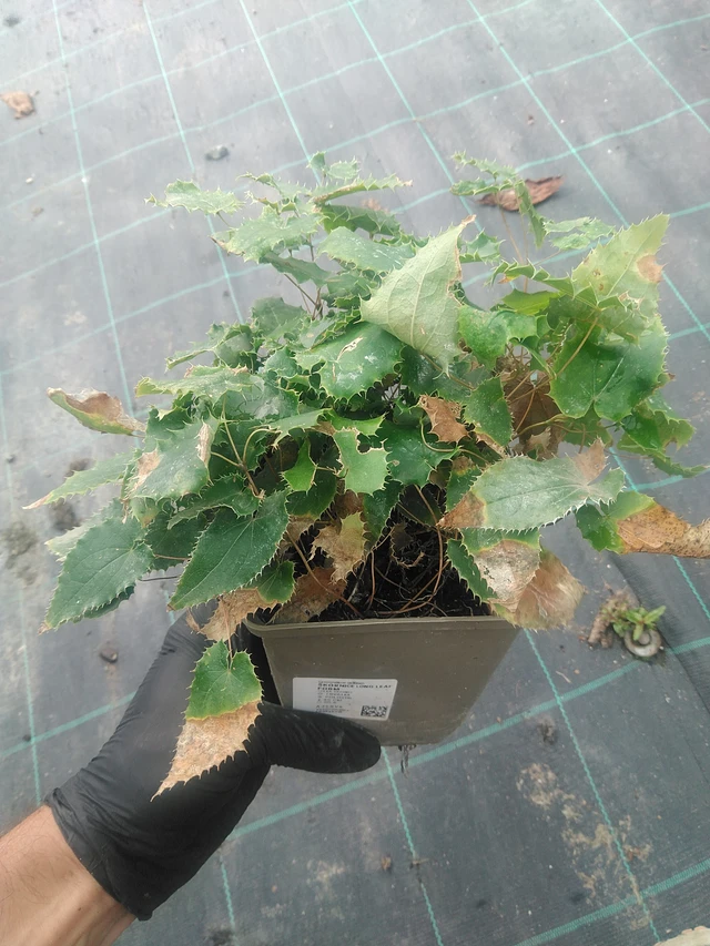 Epimedium Long Leaf Form - 10. 9. 2025