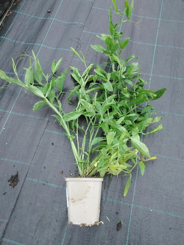 Hajuherne Pink Pearl - 29. 7. 2025