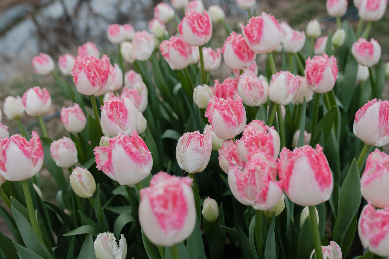 Tulipán Neglige, Loukykvět