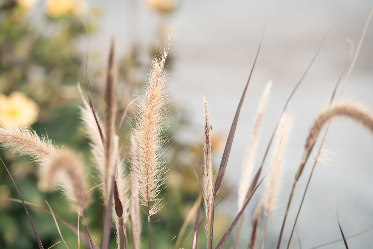 Díszköles Rubens, Loukykvět