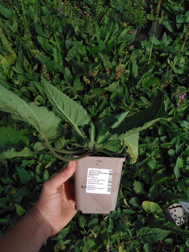 Šalvěj luční Rose Rhapsody - 2024