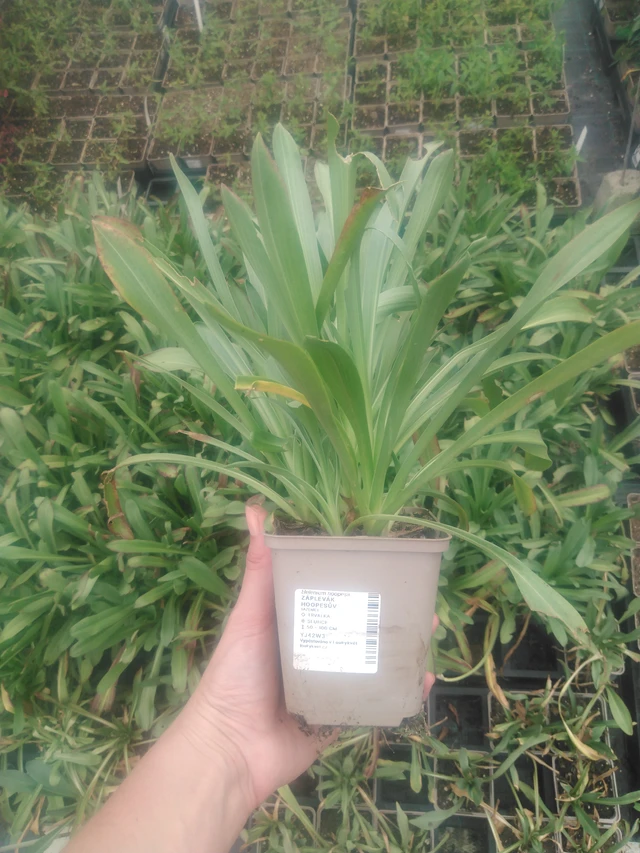 Helenium hoopesii - 2024