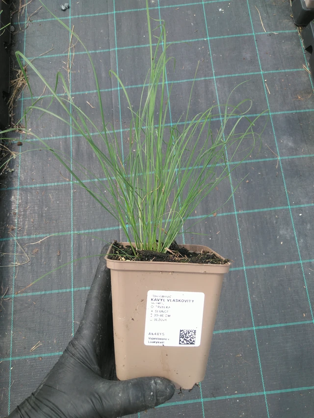 Töyhtövilja vláskovitý - 10. 7. 2025