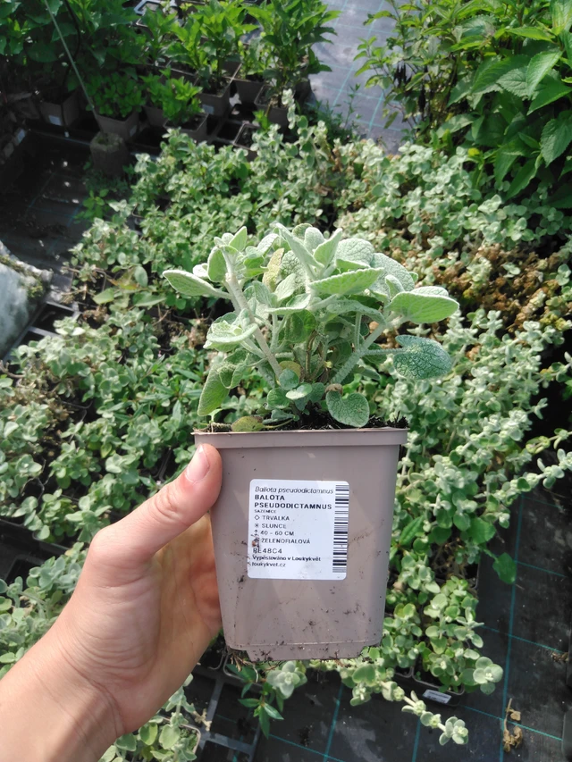 Balota Pseudodictamnus - 2024