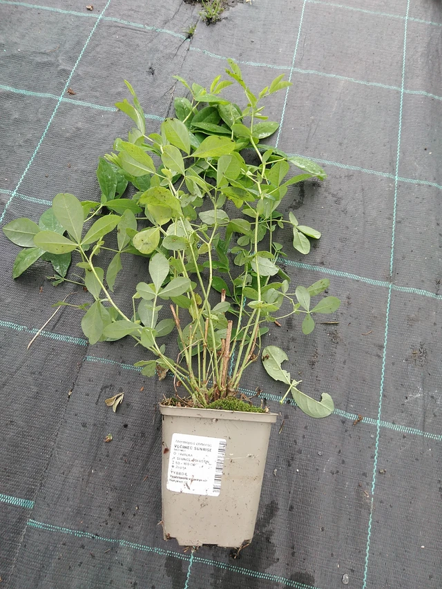 Lupine Sunrise - 29. 7. 2025