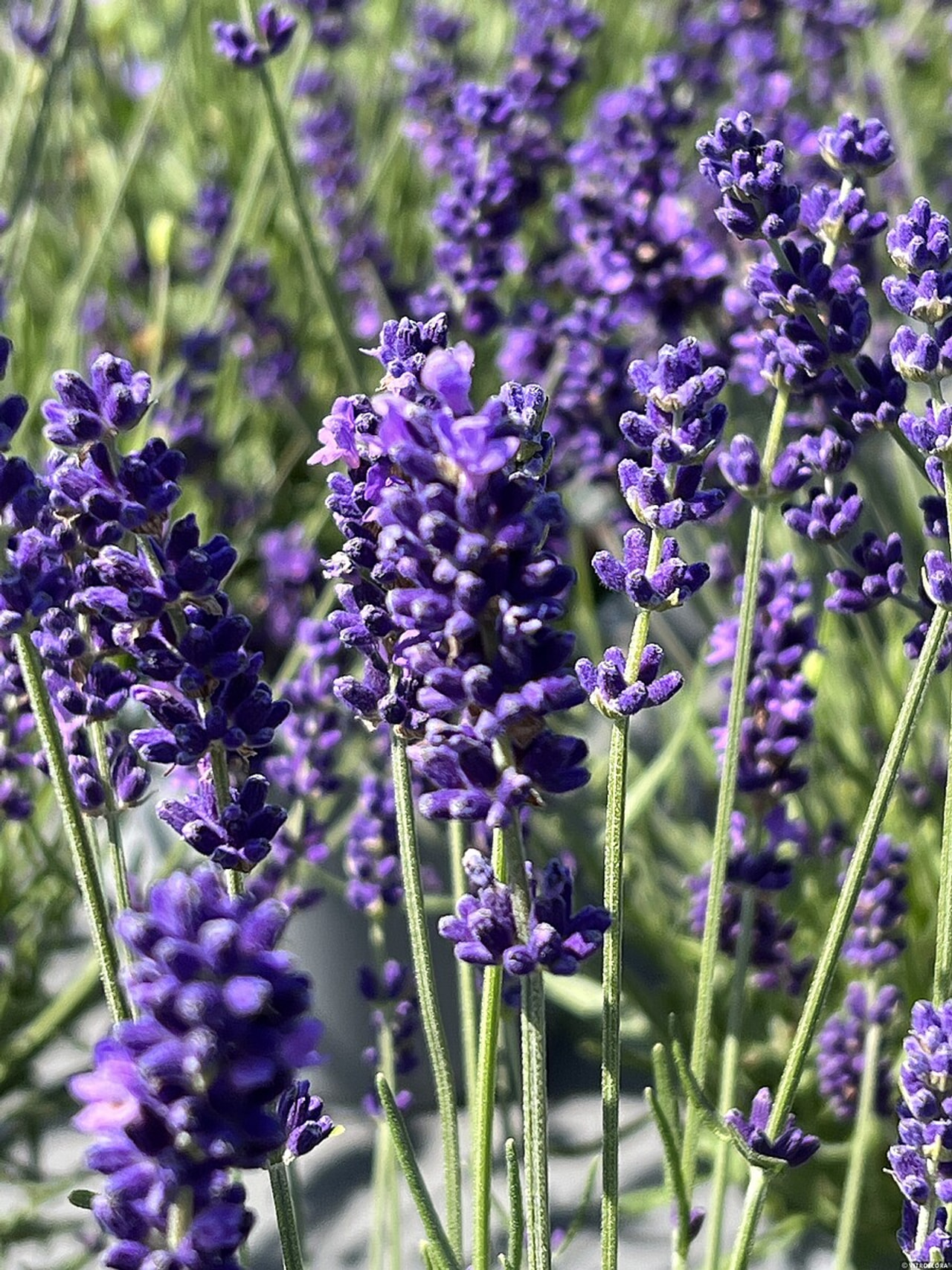 Levandule Hidcote, Loukykvět