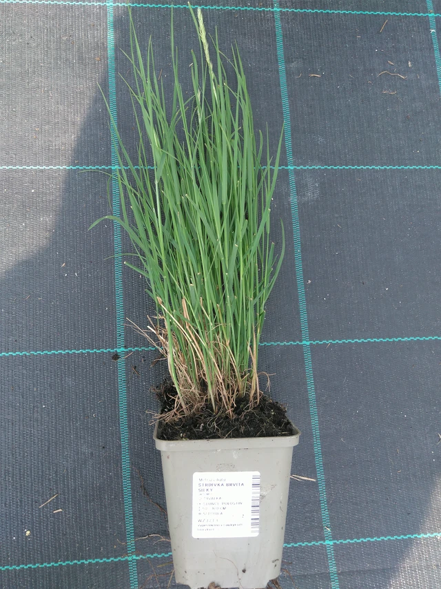 Hiuskolpakko Silky - 10. 7. 2025