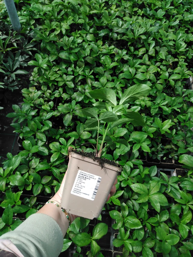 Hellebore Double Ellen White Spotted - 2024