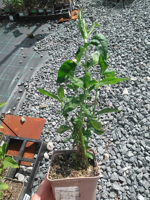 Flox Sternhimmel - 24. 6. 2025