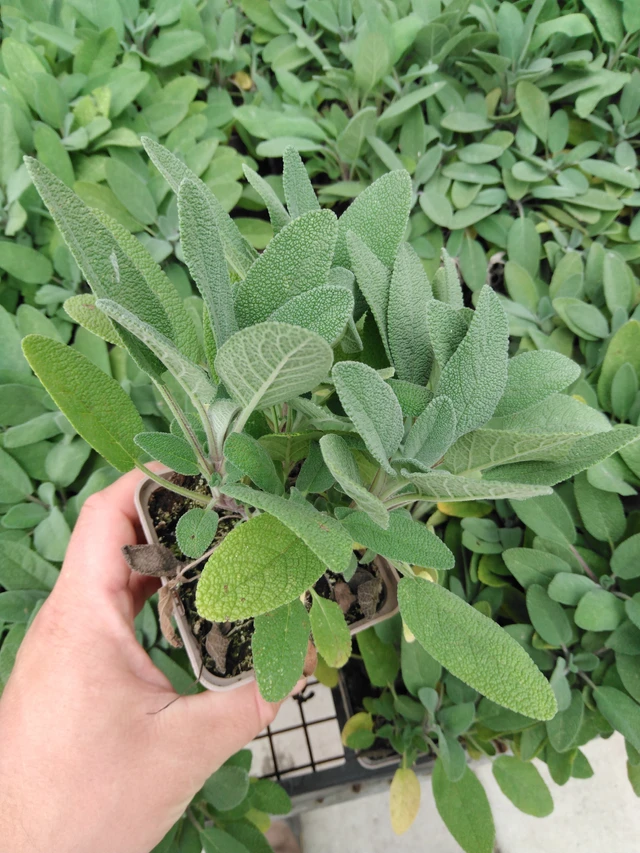 Szałwia lekarska Grower's Friend - 2024