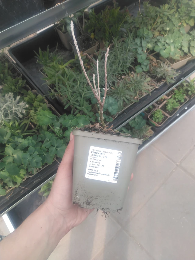 Perovskie lebedolistá - 13. 4. 2025