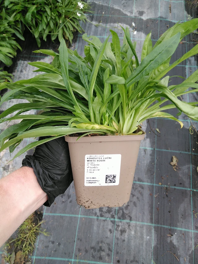 Lychnis flos-cuculi White Robin - 10. 9. 2025