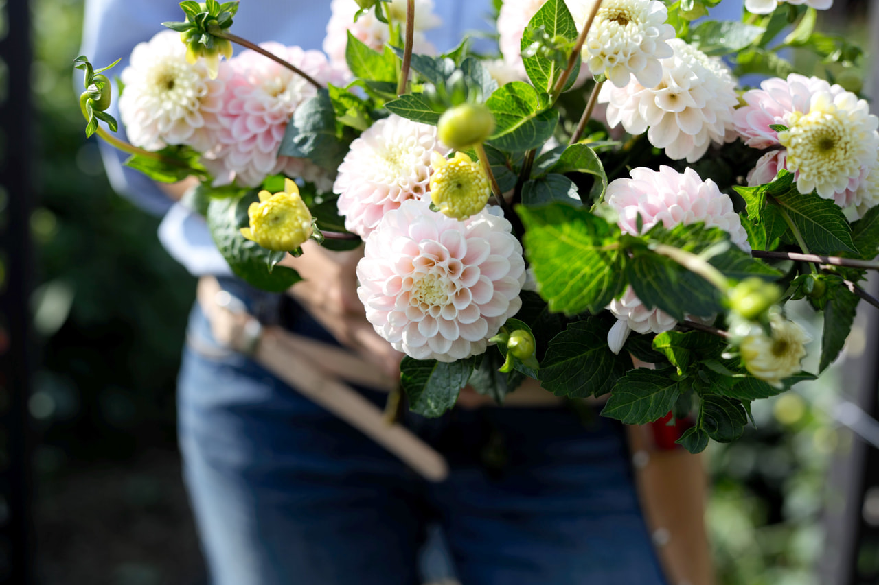 Jiřina Perlu Zvejnieks, Loukykvět