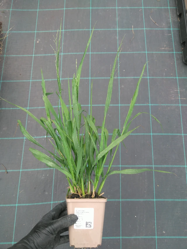 Isosiniheinä Karl Foerster - 10. 7. 2025