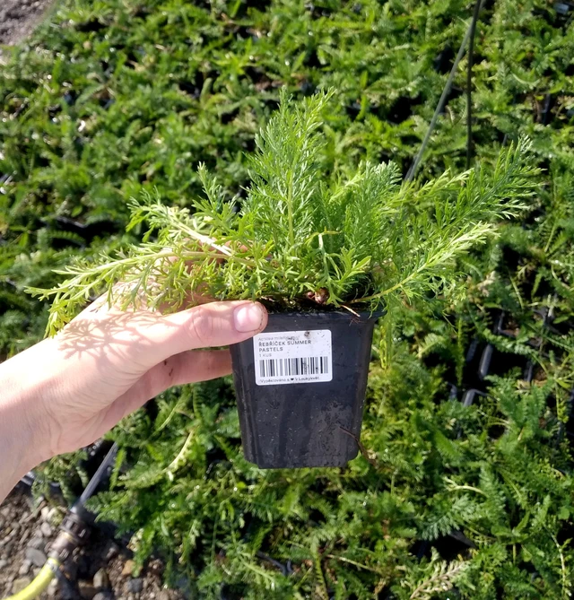 Řebříček Summer Pastels - 2024