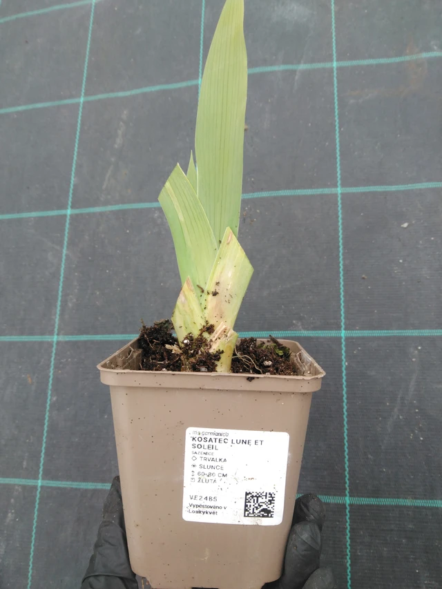 Perunika Lune et Soleil - 1. 4. 2026