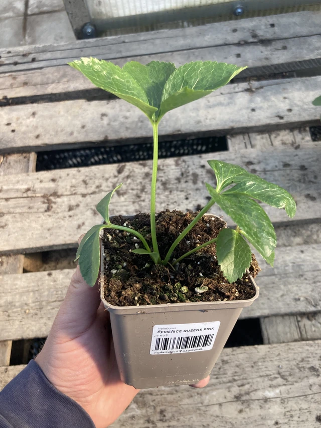 Eléboro Queens Pink - 2024