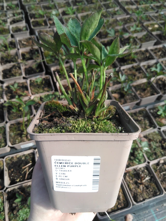 Eléboro Double Ellen Purple - 3. 4. 2025