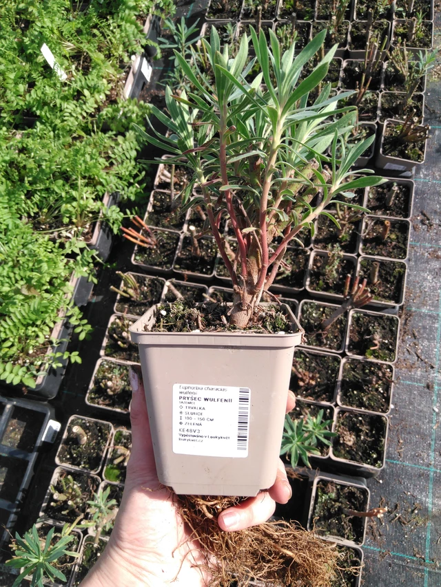 Euforbia Wulfenii - 2024