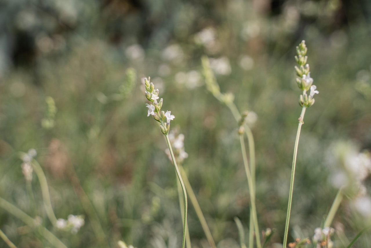 Lavande Edelweiss, Loukykvět