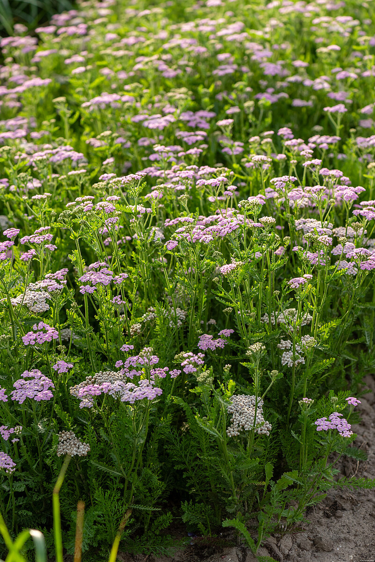 Řebříček Lilac Beauty, Loukykvět