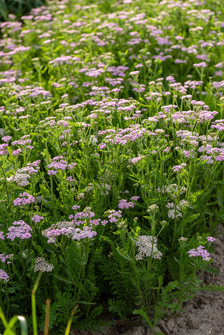 Řebříček Lilac Beauty, Loukykvět