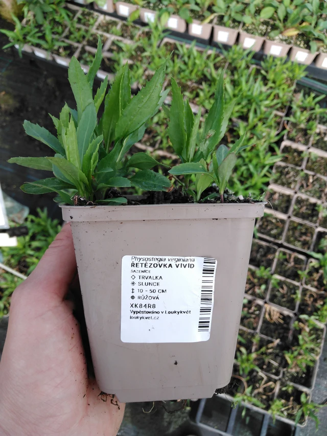 Řetězovka Vivid - 2024