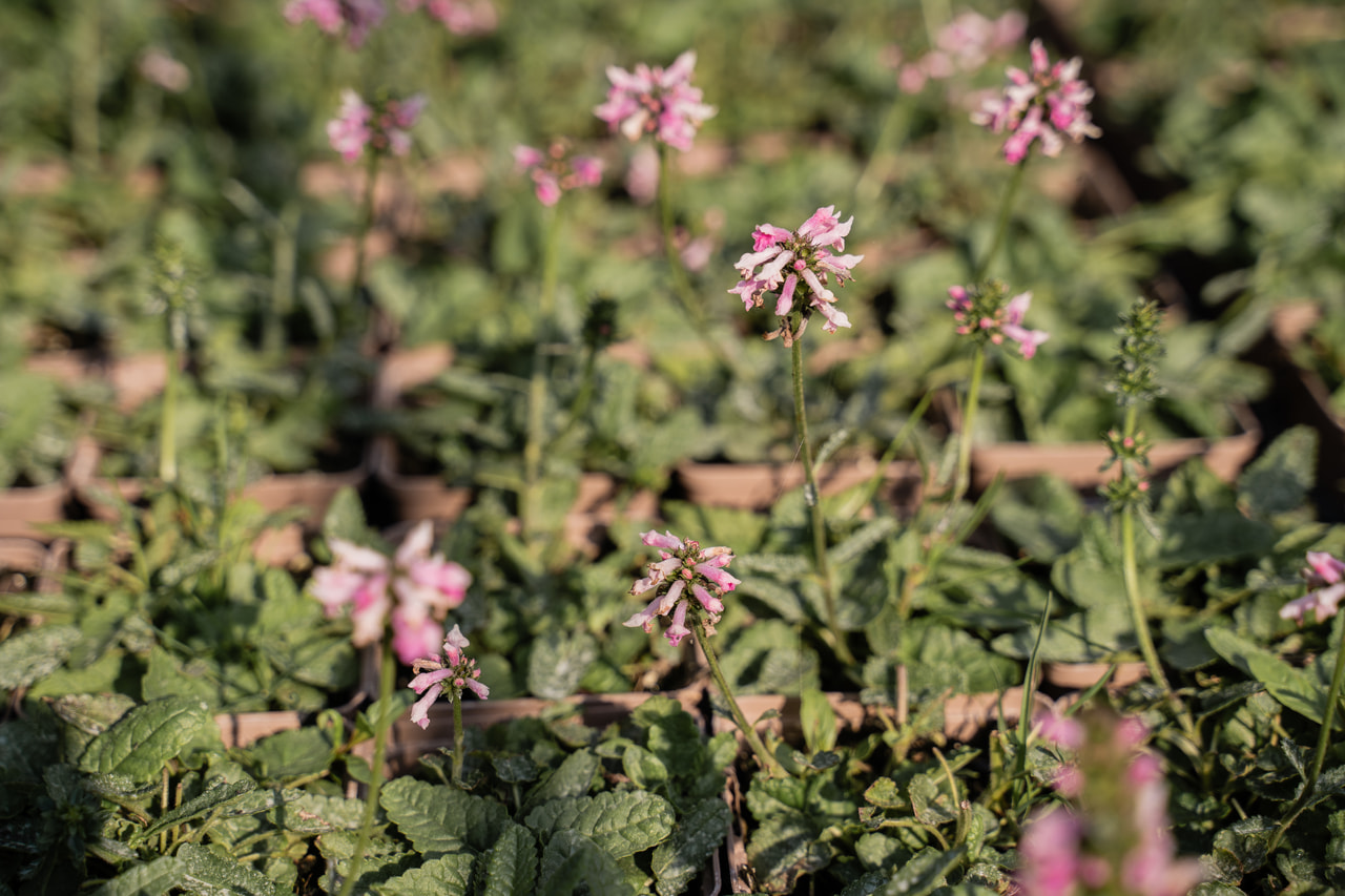 Bukvice Saharan Pink, Loukykvět