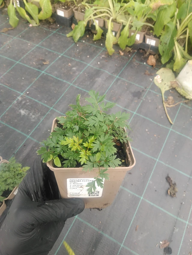 Udatna Elegance - 10. 9. 2025