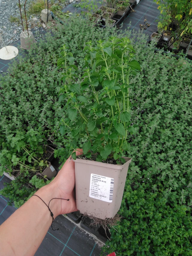 Calamint Blue Cloud - 2024