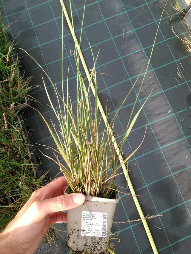 Nurmilauha Edith Dudszus - 28. 7. 2025