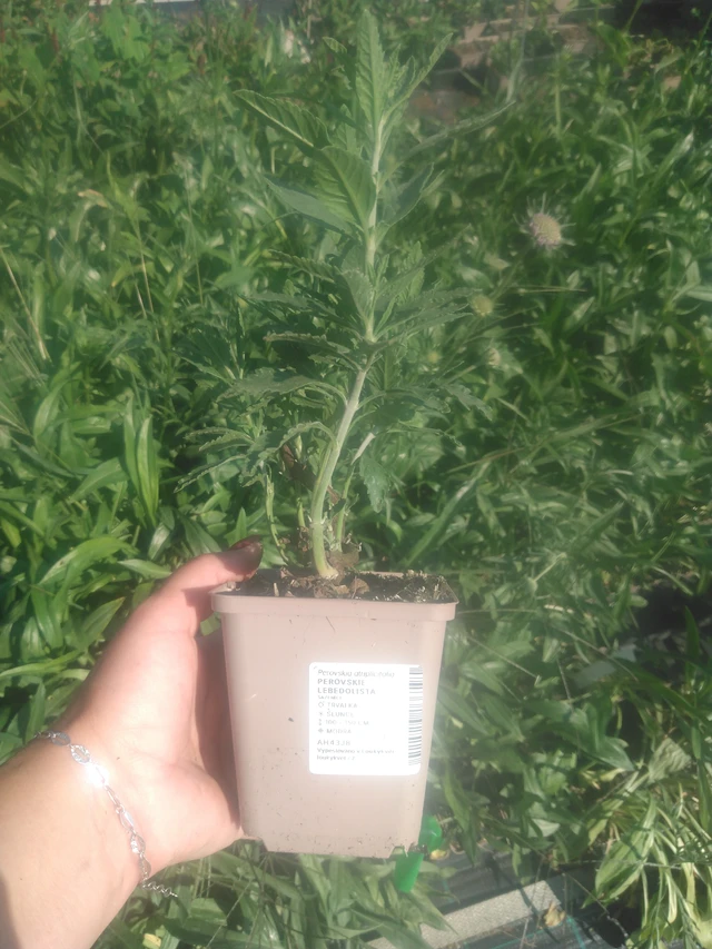 Perovskie lebedolistá - 2024