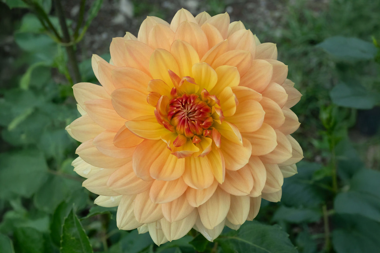 Dahlie Rancho, Loukykvět