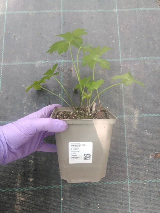 Masterwort Alba - 10. 7. 2025