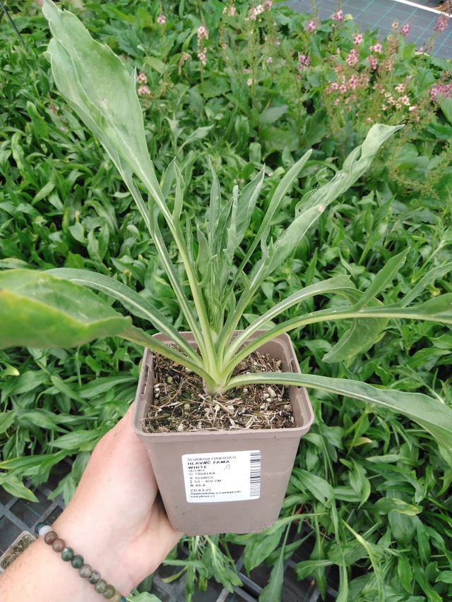 Hlaváč Fama White - 2024