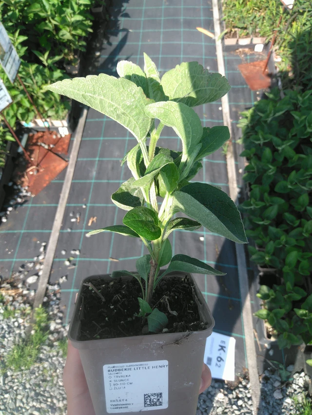 Rudbeckia Little Henry - 14. 7. 2025