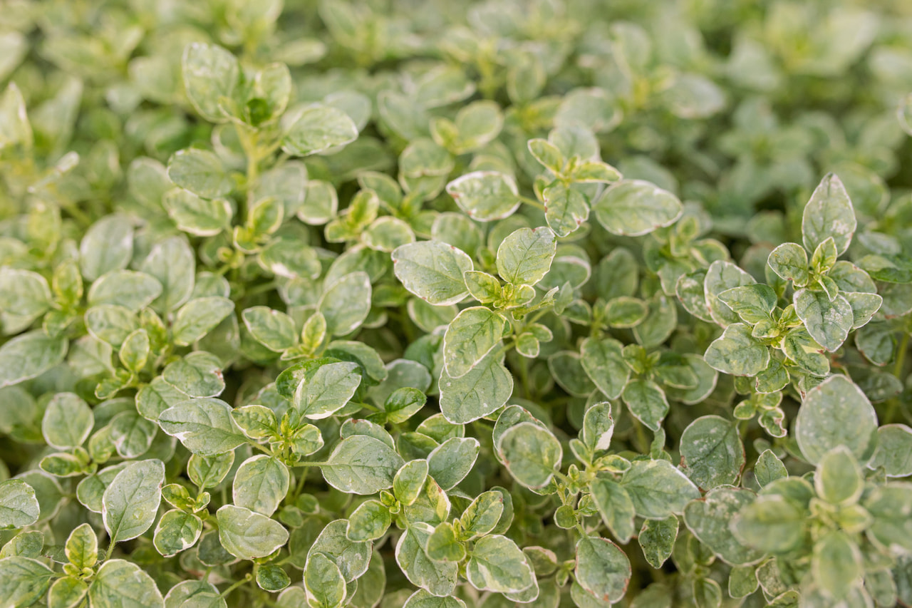 Dobromysl Aureum Variegata, Loukykvět