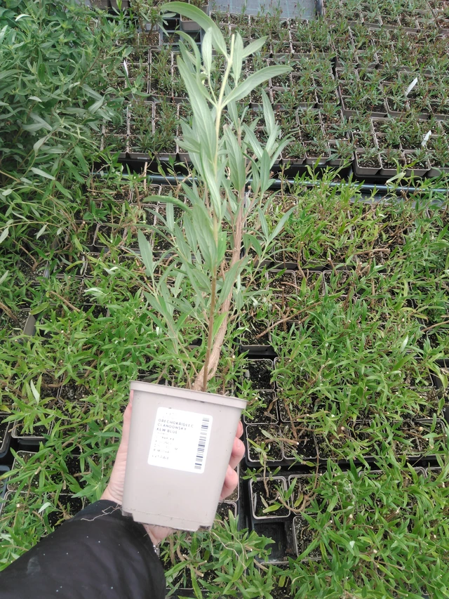 Caryopteris Kew Blue - 2024