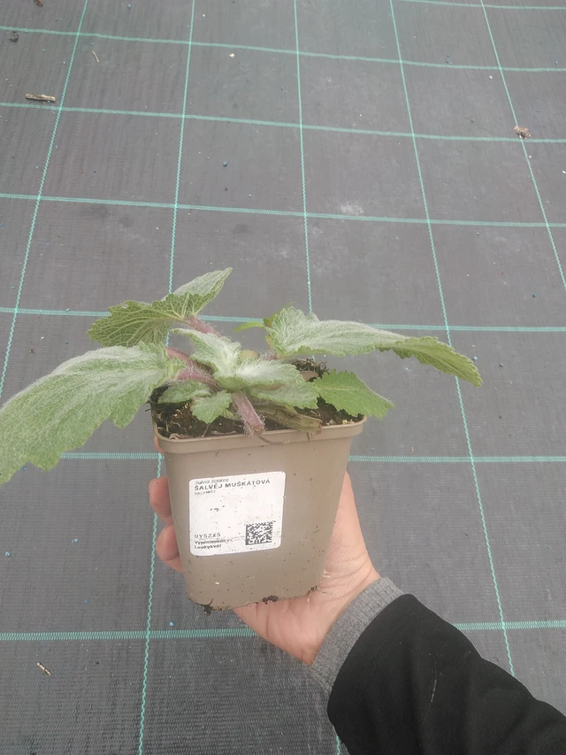 Muskottisalvia - 10. 10. 2025