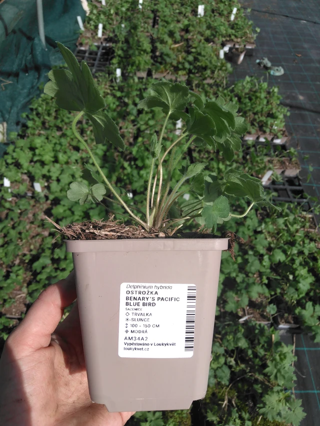 Ostrožka Benary’s Pacific Blue Bird - 2024