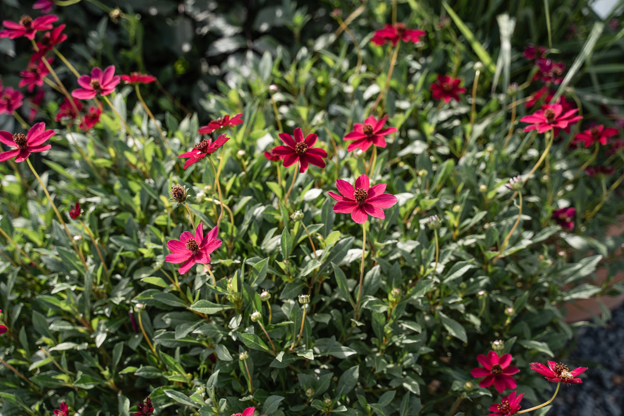 Pillangóvirág Cherry Chocolate, Loukykvět