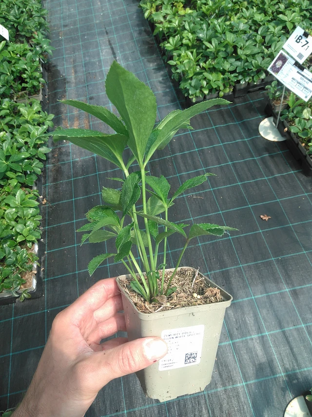 Hellebore Double Ellen White Spotted - 24. 6. 2025