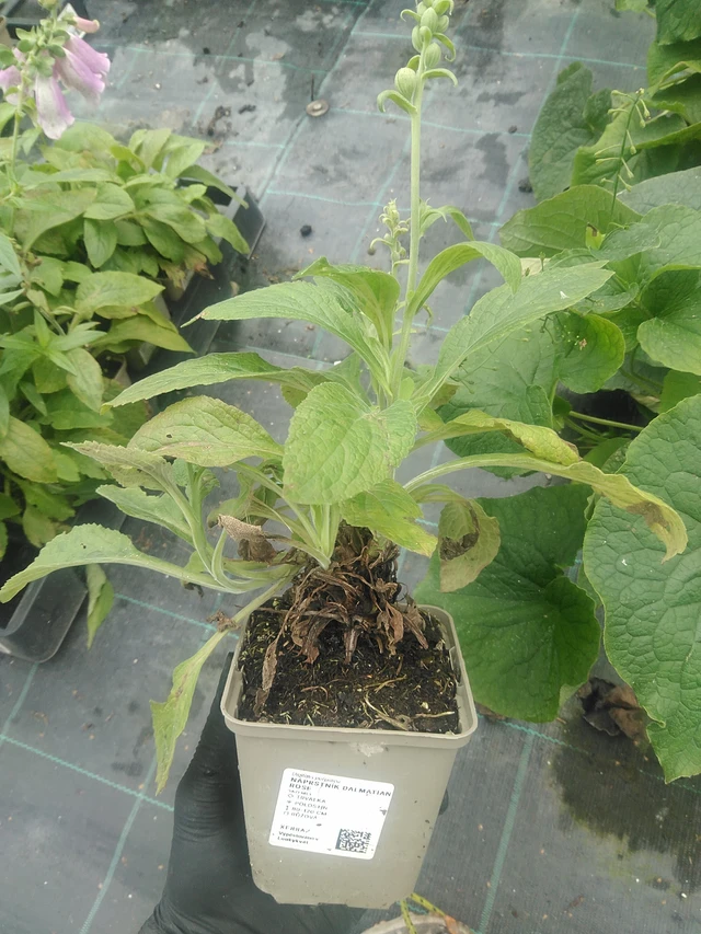 Dedalera Dalmatian Rose - 10. 9. 2025