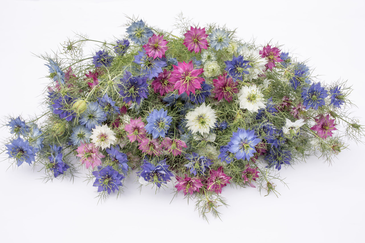 Černucha Miss Jekyll Mix BIO, Loukykvět