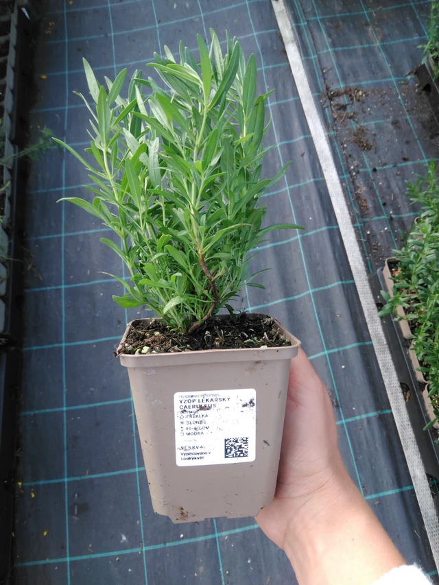 Iisoppi lääketieteellinen Caeruleus - 11. 9. 2025