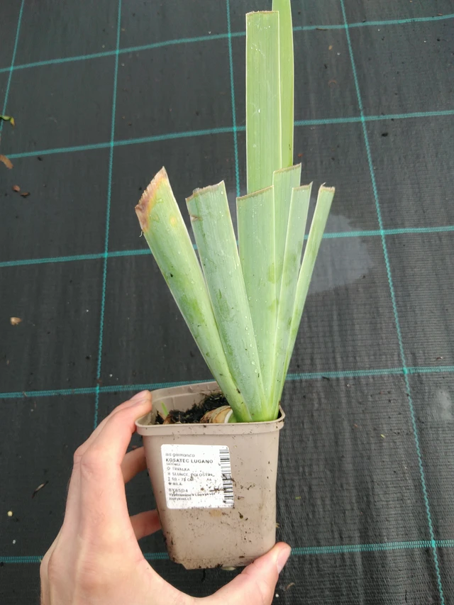 Iiris Lugano - 28. 7. 2025