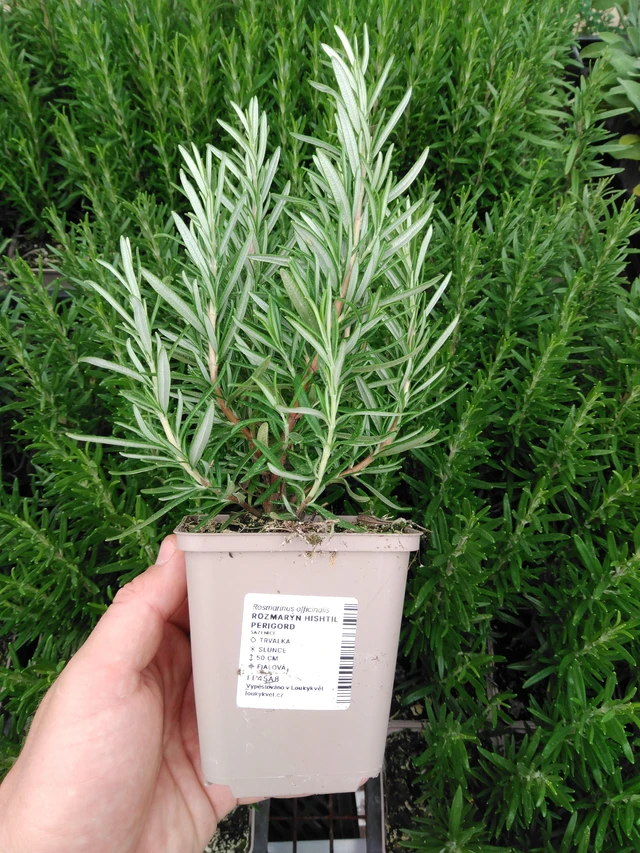 Romero Hishtil Perigord - 2024