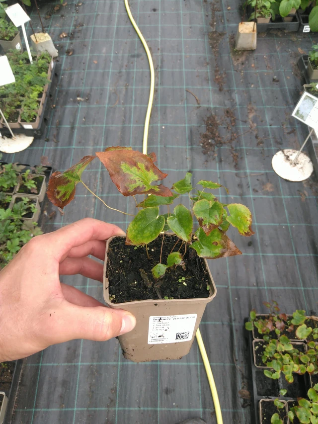 Epimedium Versicolor - 25. 7. 2025