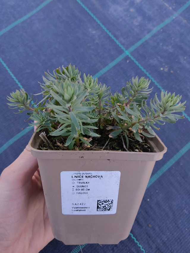 Bíbor gyújtoványfű - 27. 3. 2026