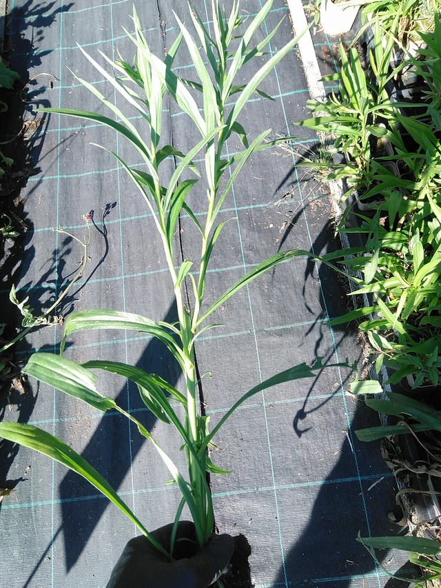 Vara de oro Romantic Glory - 19. 8. 2025